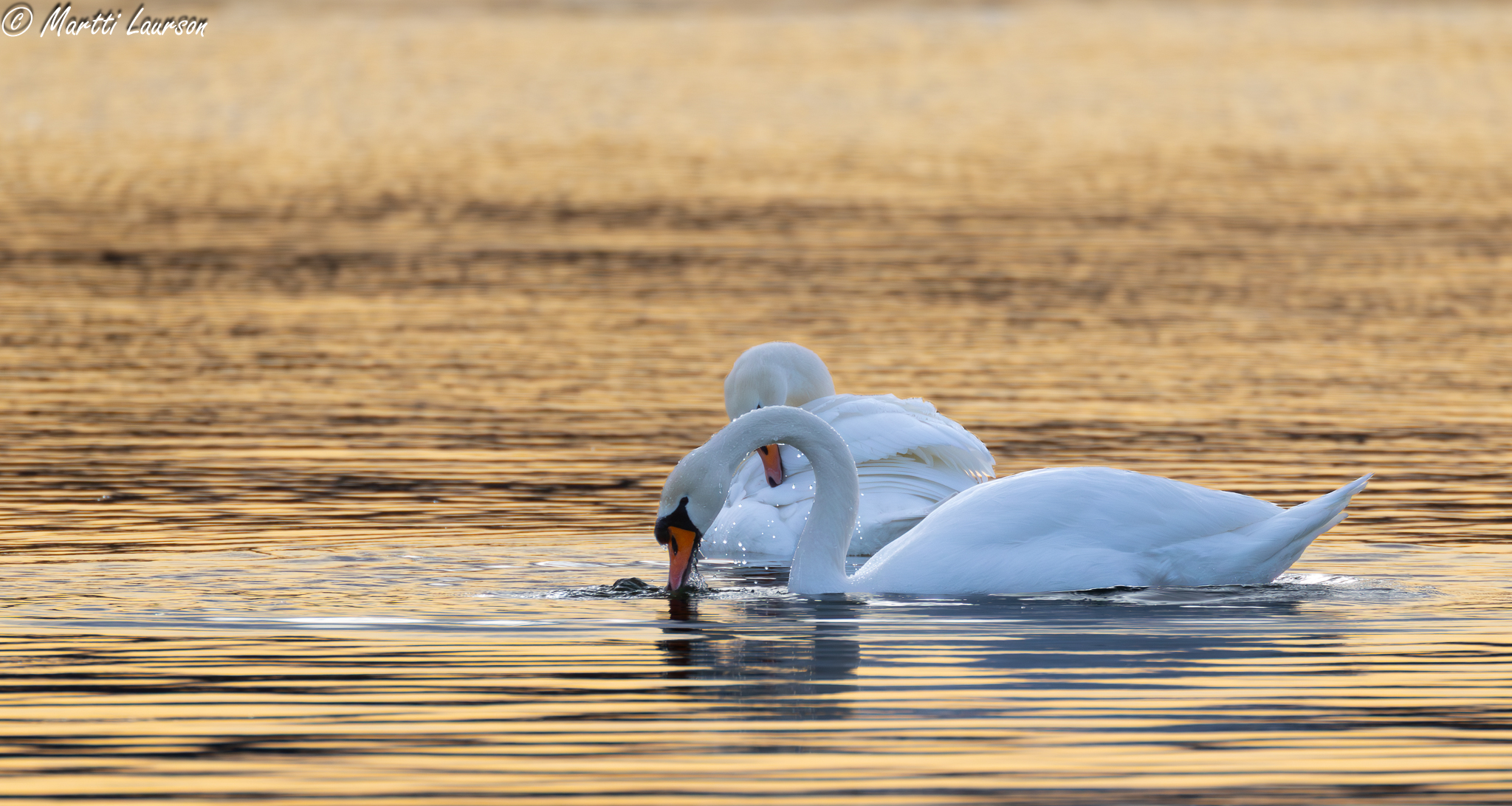 Viimsi Uudised kutsub viimsilasi saatma fotosid siinsest elus-olust, inimestest, loodusest ja loomadest. Nädala jooksul laekunud fotodest avaldab toimetus igal 
